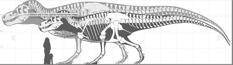 Пятнадцать метров ужаса: Тираннозавры оказались гораздо крупнее и тяжелее, чем считалось раньше