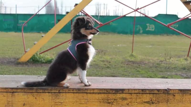 После появления в доме щенка человек впадает в послеродовую депрессию, и это не миф2