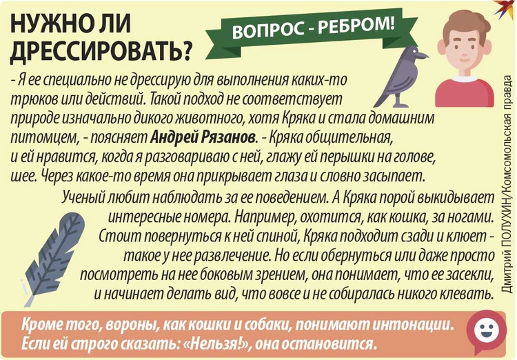 Как приручить ворону в большом городе: самый необычный пернатый питомец